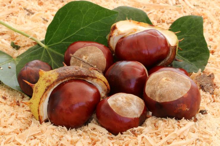 Castagne matte ippocastano