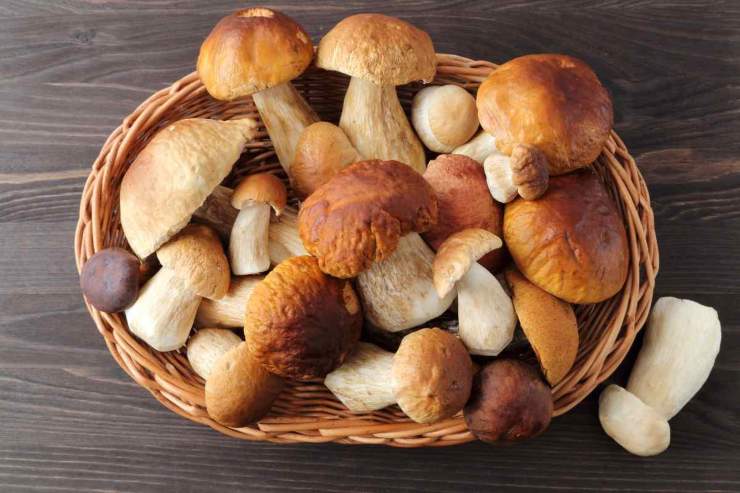 Funghi porcini 