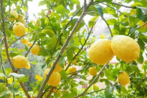 Un limone sotto il lavello