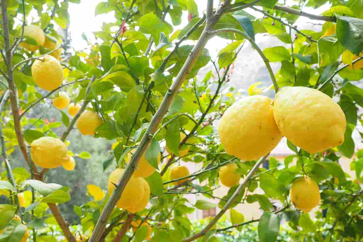 Un limone sotto il lavello